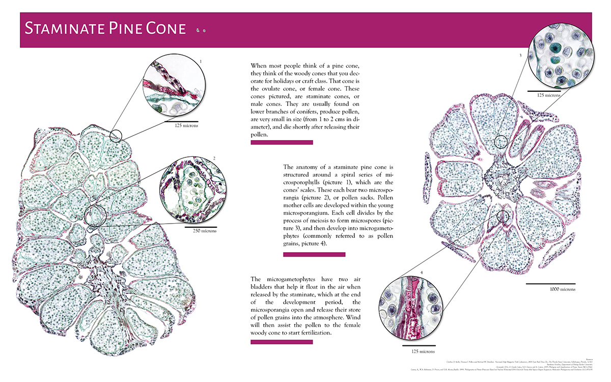 Microscopic images of a pine cone put onto a poster