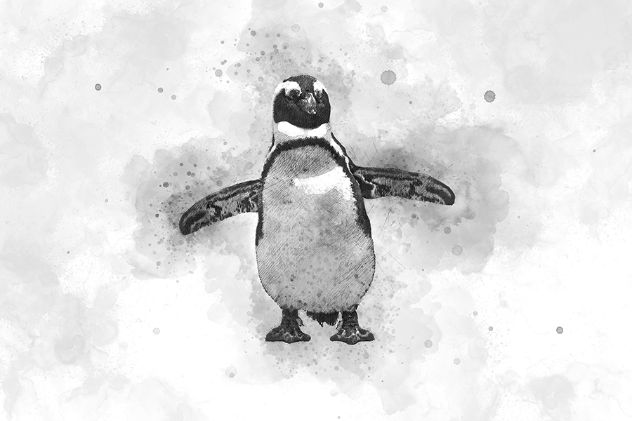 Black and white watercolor picture of penguin flapping wings