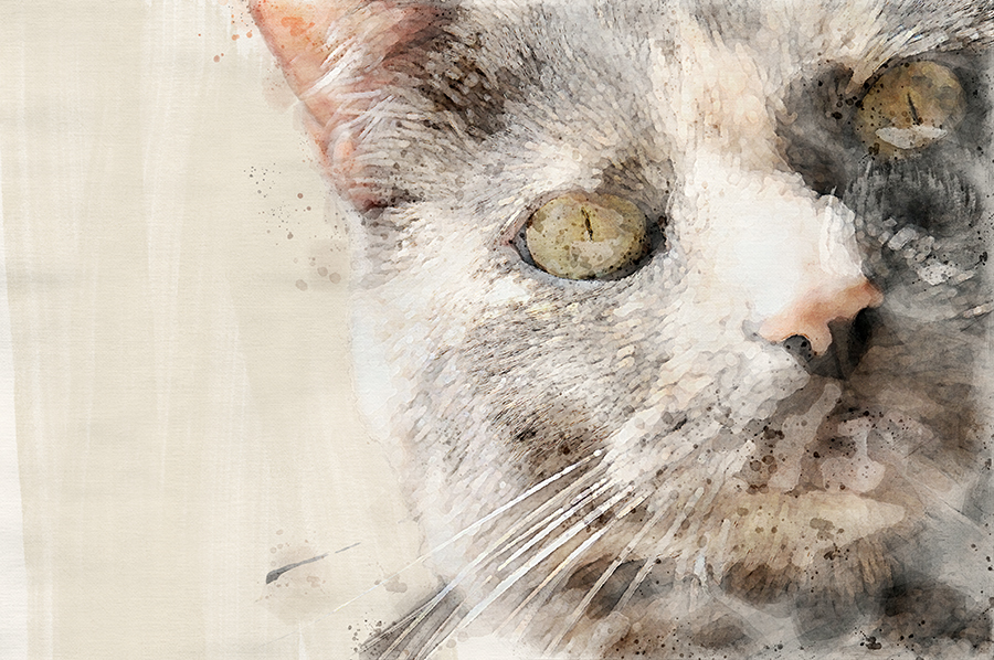 Watercolor picture of cat head