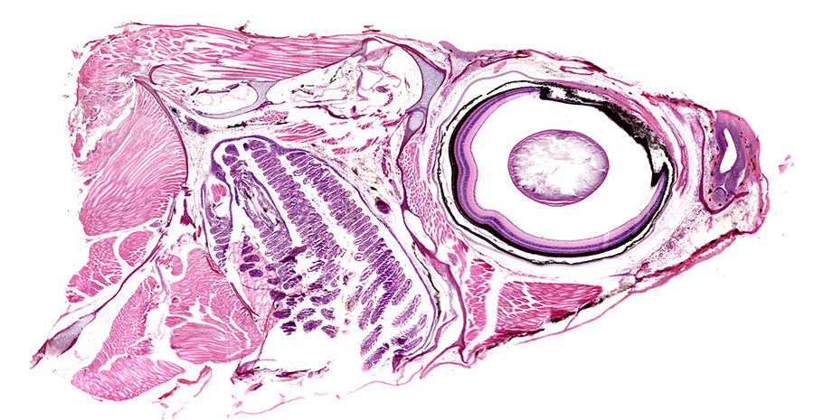 Microscopic image of a freshwater fish