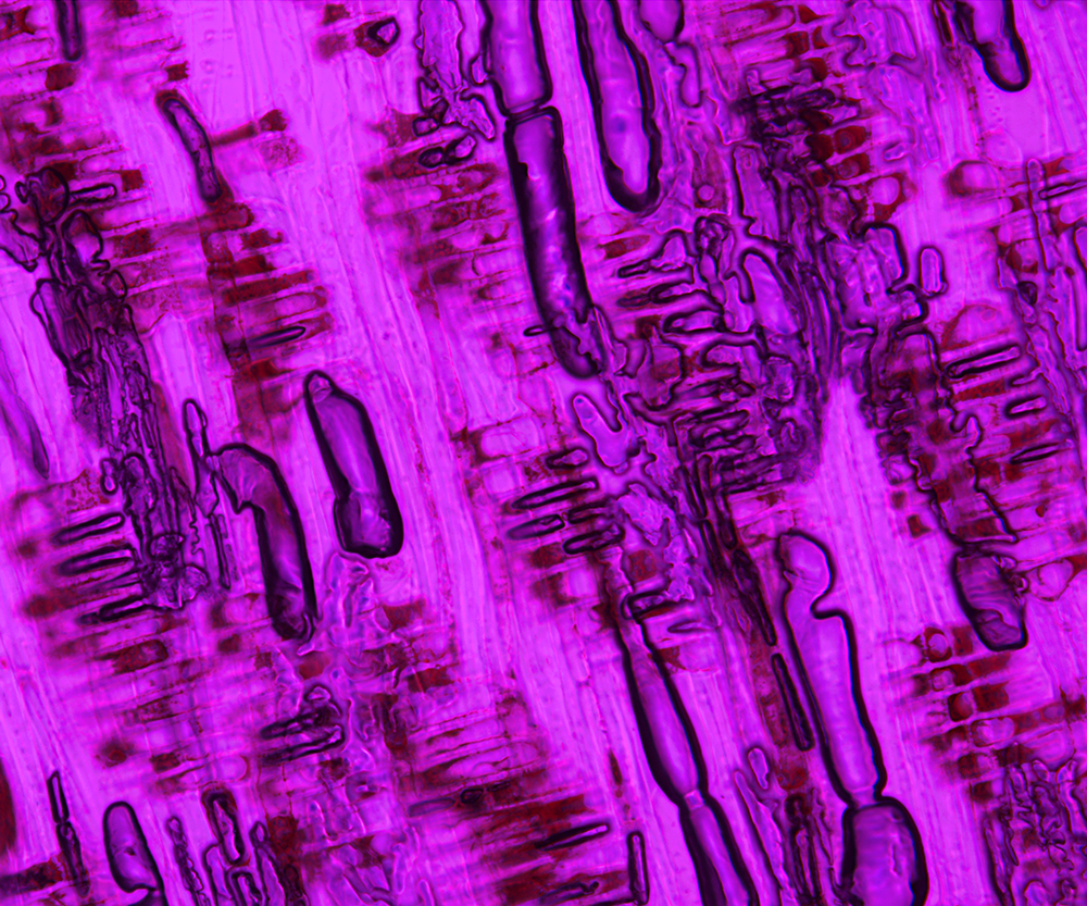 Microscopic image of holz using fluoresent lighting