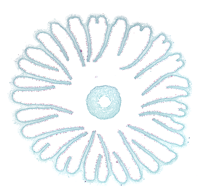 Microscopic image of a mushroom