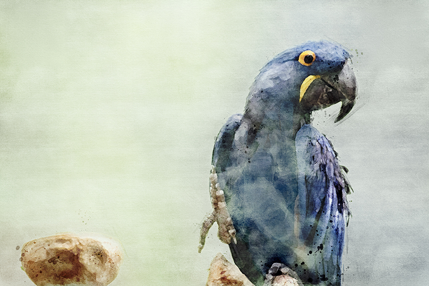 Watercolor picture of hyacinth macaw
