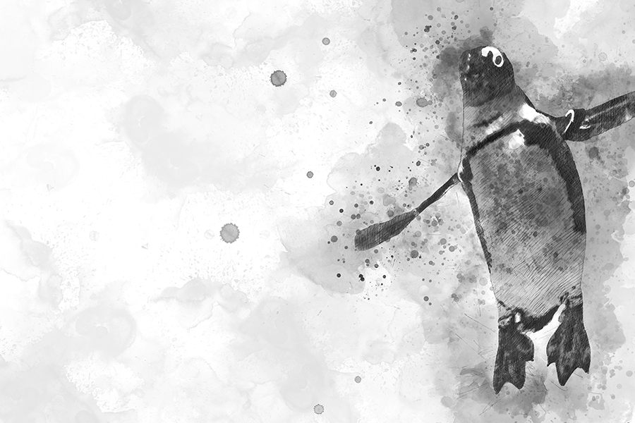 Black and white watercolor picture of penguin swimming
