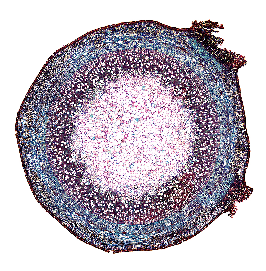 Microscopic image of a tilia cell