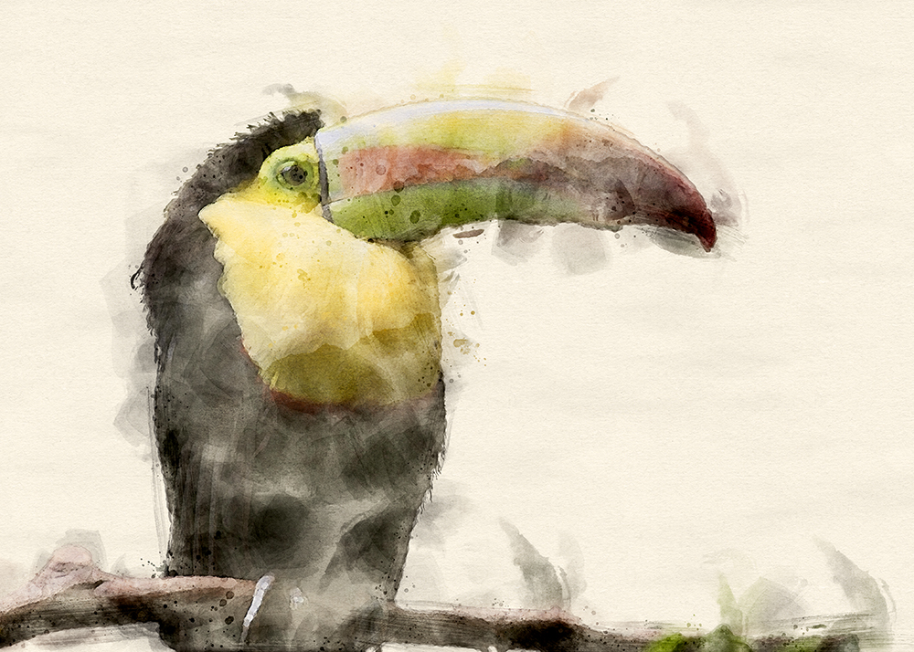 Watercolor picture of toucan