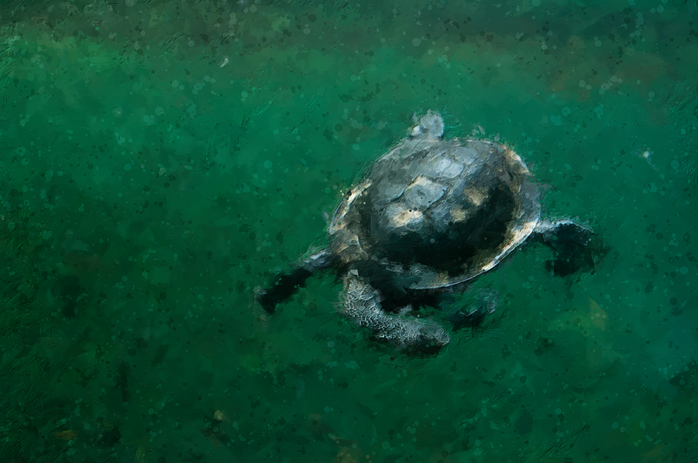 Photo illustration of a turtle