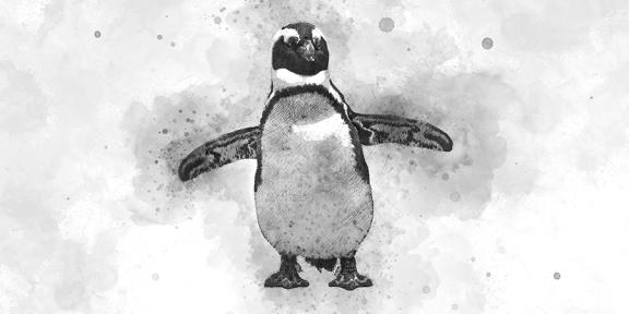African penguin with wings out black and white watercolor